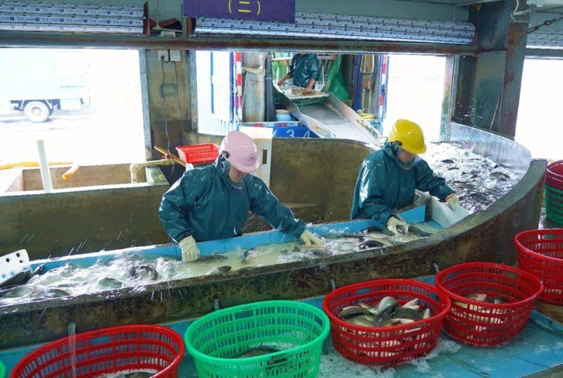 水产品配送行业:从捕捞到餐桌的高效物流之旅