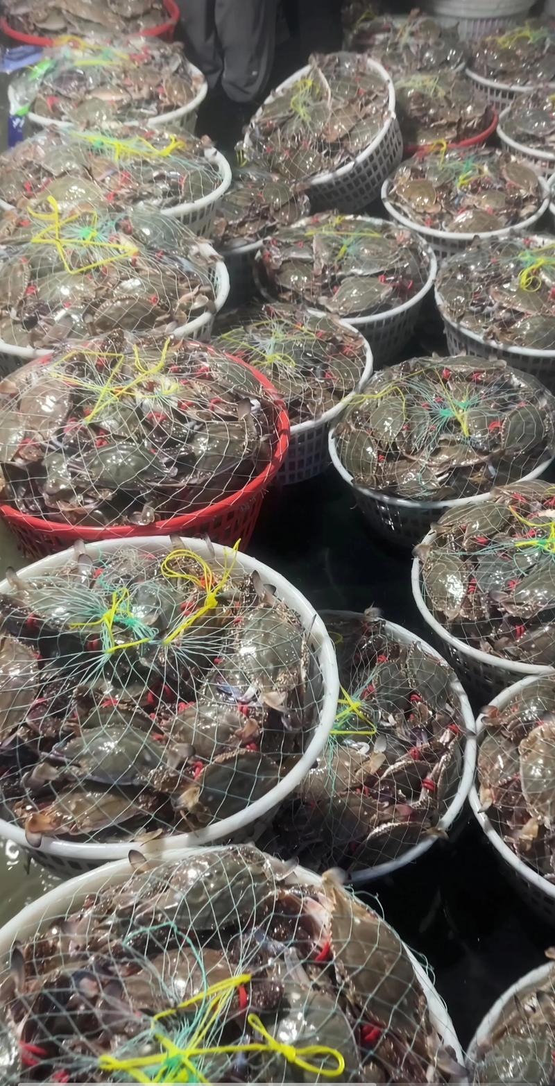 鲜活水产：养殖与市场的双重考量